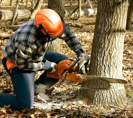Tree Removal in Blum, TX